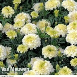 Marigold 'French Vanilla' (Garden Ready) -Double Tree Store MARI V58417 D