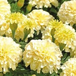 Marigold 'French Vanilla' (Garden Ready) -Double Tree Store MARI V58417 NOW1