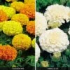 Marigold 'Fire And Ice Collection' -Double Tree Store MARI V59869 A h