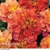Marigold 'Strawberry Blonde' -Double Tree Store MARI V68670 B