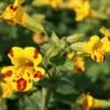 Mimulus X Cultorum 'Major Bees' -Double Tree Store MIMU V59648 A h