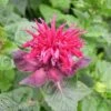Monarda 'Fireball' -Double Tree Store MONA V65662 A h