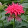 Monarda 'Pink Supreme' 1 Monarda 'Pink Supreme' -Double Tree Store MONA V65670 A h