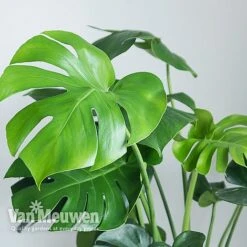 Monstera Deliciosa (House Plant) -Double Tree Store MONS VKA2925 B