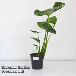 Monstera Deliciosa (House Plant) -Double Tree Store MONS DELIC17CM T43809