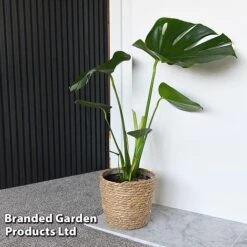 Monstera Deliciosa (House Plant) -Double Tree Store MONS DELICIOSA T43810