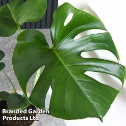 Monstera Deliciosa (House Plant) -Double Tree Store MONS DELICIOSA T43812