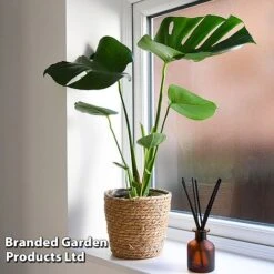 Monstera Deliciosa (House Plant) -Double Tree Store MONS DELICIOSA T43814