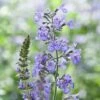 Nepeta Racemosa -Double Tree Store NEPE V65676 A h