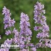 Nepeta 'Six Hills Giant' -Double Tree Store NEPE V65682 A