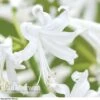 Nerine Bowdenii 'Alba' -Double Tree Store NERI V60914 A