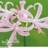 Nerine Bowdenii 'Stefani' -Double Tree Store NERI V60915 A