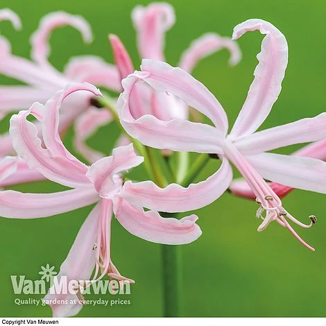 Nerine Bowdenii 'Stefani' 3 Nerine Bowdenii 'Stefani'