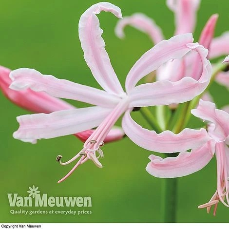 Nerine Bowdenii 'Stefani' 4 Nerine Bowdenii 'Stefani' - Image 2