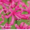 Nerine Bowdenii 'Isabel' -Double Tree Store NERI V60916 E