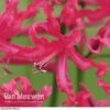 Nerine 'Mr John' 1 Nerine 'Mr John' -Double Tree Store NERI V70642 A