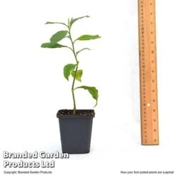 Orange Tree -Double Tree Store ORAN TREE9CM T46201
