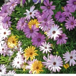 Osteospermum 'Falling Stars'™ -Double Tree Store OSTE 69595V A h