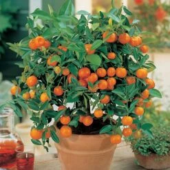 Citrus Tree Collection -Double Tree Store Orange