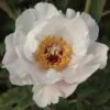 Tree Peony 'Feng Dan Bai' (White Phoenix) -Double Tree Store PAEO V63294 A h