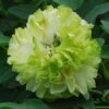 Tree Peony 'Lu Mu Ying Yu' -Double Tree Store PAEO V63300 A h