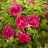 Tree Peony 'Luoyang Hong' -Double Tree Store PAEO V63301 A h