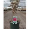 Tree Peony 'Wu Long Peng Sheng' -Double Tree Store PAEO V63303 A h