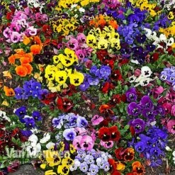 Pansy 'Universal Mixed' F1 Hybrid -Double Tree Store PANS 68090 A