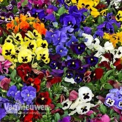 Pansy 'Universal Mixed' F1 Hybrid -Double Tree Store PANS 68090 B