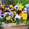 Pansy 'Summertime Mix' (Garden Ready) 1 Pansy 'Summertime Mix' (Garden Ready) -Double Tree Store PANS T69424 A