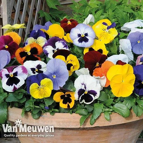 Pansy 'Summertime Mix' (Garden Ready) 3 Pansy 'Summertime Mix' (Garden Ready)