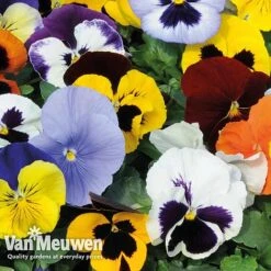 Pansy 'Summertime Mix' (Garden Ready) 9 Pansy 'Summertime Mix' (Garden Ready) -Double Tree Store PANS T69424 C