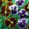 Pansy 'Eclipse' Collection -Double Tree Store PANS V15996 A h