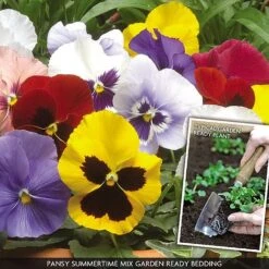 Pansy 'Summertime Mix' (Garden Ready) 11 Pansy 'Summertime Mix' (Garden Ready) -Double Tree Store PANS V70658 A h