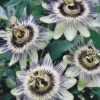 Passiflora Caerulea -Double Tree Store PASS V59251 A h