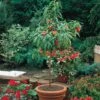 Peach (Mini Patio Tree) -Double Tree Store PEAC 65350V A h