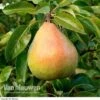 Pear 'Doyenne Du Comice' (Mini Fruit Tree) 2 Pear 'Doyenne Du Comice' (Mini Fruit Tree) -Double Tree Store PEAR 61616V A1