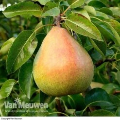 Pear 'Doyenne Du Comice' (Mini Fruit Tree)