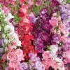Penstemon 'Symphony Mixed' -Double Tree Store PENS V17933 A h