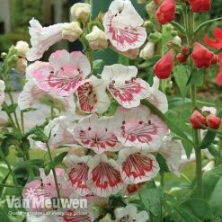 Penstemon 'Ice Cream Collection' -Double Tree Store PENS V18184 A1