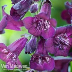 Penstemon 'Ice Cream Collection' -Double Tree Store PENS V48835 A1