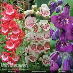 Penstemon 'Ice Cream Collection' -Double Tree Store PENS V48836 A