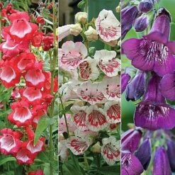 Penstemon 'Ice Cream Collection' -Double Tree Store PENS V48836 NOW1