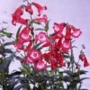 Penstemon 'Etna' -Double Tree Store PENS V65724 A h
