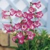 Penstemon 'Kilimanjaro' 1 Penstemon 'Kilimanjaro' -Double Tree Store PENS V65738 A h
