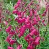 Penstemon 'Pensham Just Jayne' -Double Tree Store PENS V65748 A h