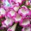 Penstemon 'Pensham Laura' -Double Tree Store PENS V65750 A h