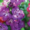 Penstemon 'Pensham Westminster Belle' -Double Tree Store PENS V65756 B h