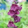 Penstemon 'Raven' -Double Tree Store PENS V65760 A h