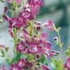 Penstemon 'Vesuvius' 2 Penstemon 'Vesuvius' -Double Tree Store PENS V65770 A h